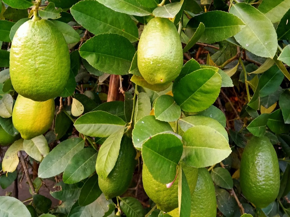Assam lemon